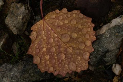 Rain drops on colorful leaf in fall from rainy weather Foto stock