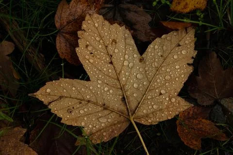 Rain drops on colorful leaf in fall from rainy weather Foto stock