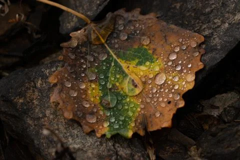 Rain drops on colorful leaf in fall from rainy weather Stock Photos