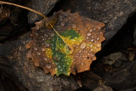 Rain drops on colorful leaf in fall from rainy weather Stock Photos