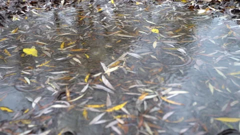 Rain drops create ripples in a puddle filled with brown leaves on the ground in Stock Footage 336016736