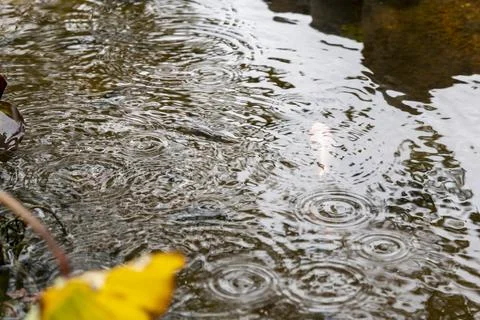 Rain Drops Creating Ripple Patterns on Garden Pond with Hidden Koi Fish Stock Photos
