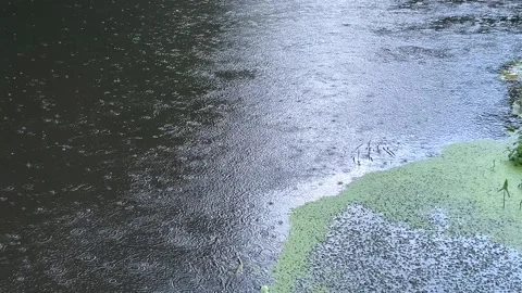 Rain Drops Creating Ripples on Dark Water Surface with Green Duckweed Stock Footage 340043417