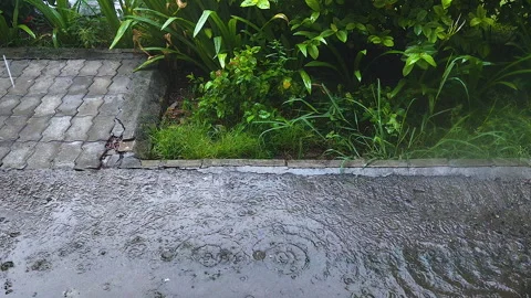 Rain Drops Creating Ripples on Wet Pavement Beside Lush Green Garden Stock Footage 342575155