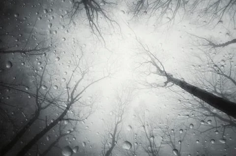 Rain drops in dark forest landscape Stock Photos
