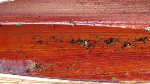 Rain drops on a dead palm tree leaf 4k 60fps Stock Footage 193900839