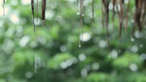Rain drops down from the grass. 스톡 동영상 157369482
