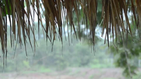 Rain drops down from the grass. 스톡 동영상 157369505