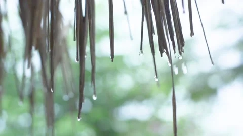 Rain drops down from the grass. 스톡 동영상 157369681