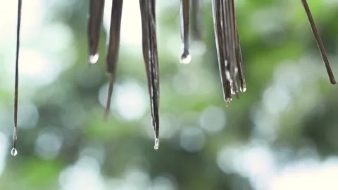 Rain drops down from the grass. 스톡 동영상 157369735