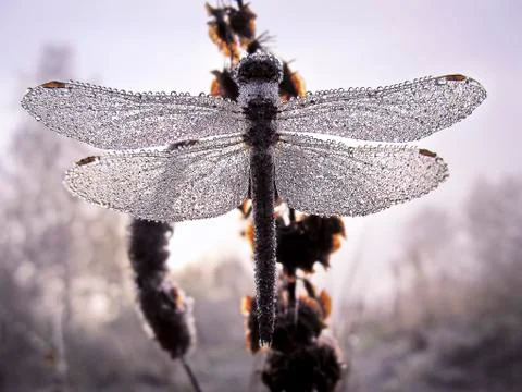 Rain drops in Dragonfly Stock Photos
