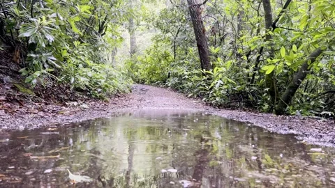 Rain drops drip into mud puddle near linville falls nc, north carolina Stock Footage 244703552