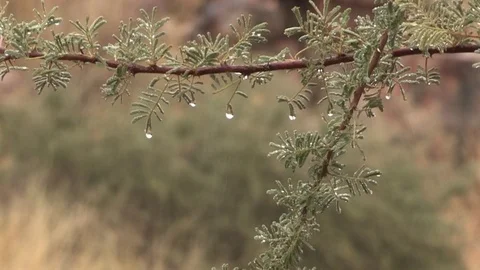 Rain drops dripping from acacia tree - South Africa Video stock 84544436