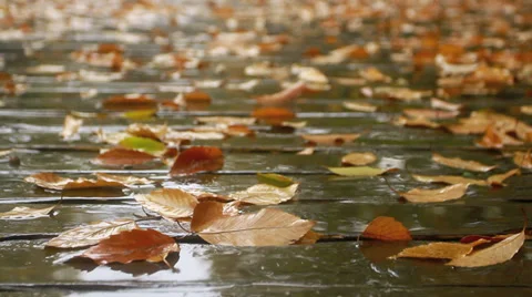 Rain drops dripping on autumn leaves on the road. Video stock 32809386
