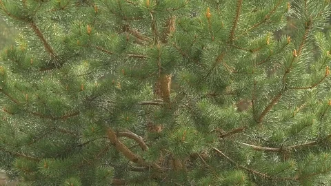 Rain drops dripping from branches of pine tree Video stock 77242705