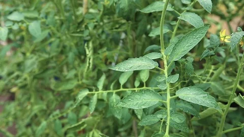 Rain drops dripping on a bush tomatoes Stock Footage 71680918