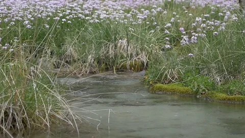 Rain drops dripping in clean water of creek Stock Footage 77243738