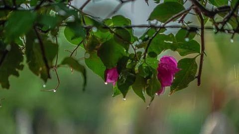 Rain drops dripping down through the pink flower Stock Photos