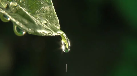 Rain drops dripping off end of leaf, clean fresh water Stock Footage 46539167