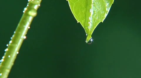 Rain drops dripping off leaf Stock Footage 46538799