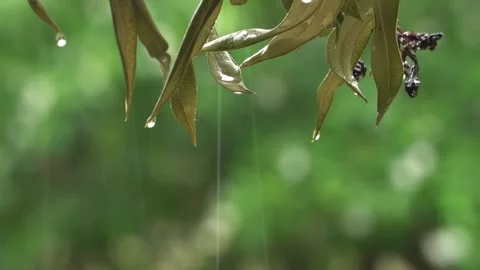 Rain Drops Dripping From Tropical Tree Leaves in Close Up 库存影片 348701443