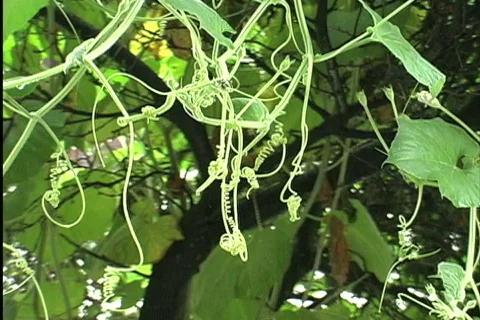 Rain drops dripping from vine Stock Footage 745084