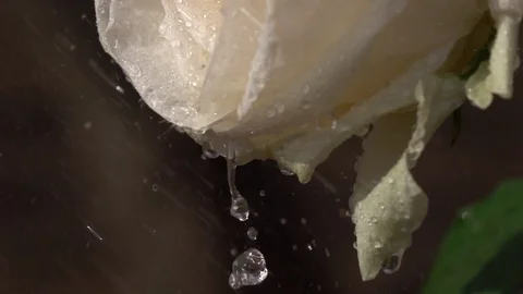 Rain drops drippling from champagne rose petals in slow motion. Видео 90449995