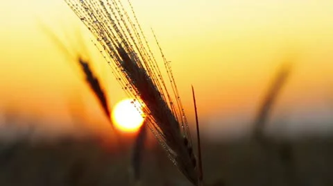 Rain drops on the ear of wheat - the sunset Stock Footage 11235481