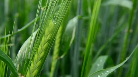 Rain drops on the ears of green grain Stock Footage 136092975