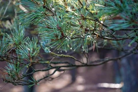 Rain drops on the end of pine needles 库存照片