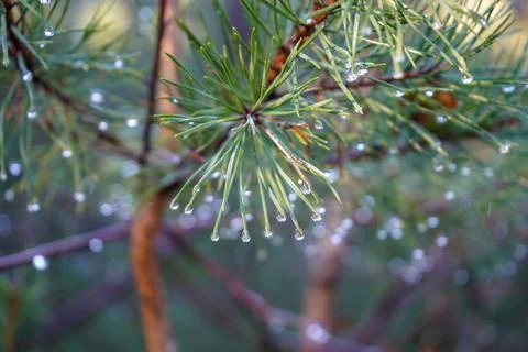 Rain drops on the end of pine needles 库存照片