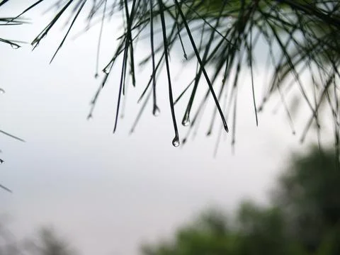Rain Drops on end of pine needles-Upstate New York-Adirondack Park Stock Photos