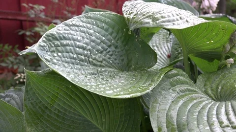 Rain drops fall on big round plant leaves. Static closeup shot. 4K Stock Footage 79840649