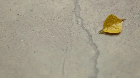 Rain drops fall on a cracked concrete patio (Shallow depth of field) Stock Footage 71044429