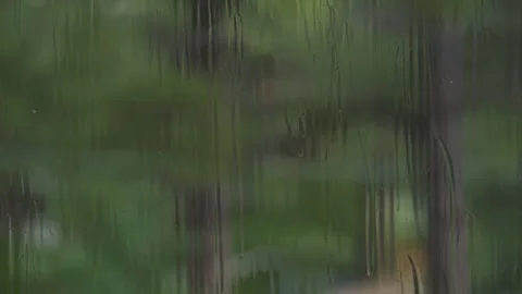 Rain drops fall on a glass window with forest in the background Stock Footage 342037459