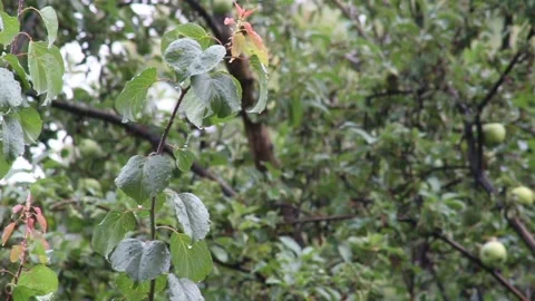 Rain drops fall on green apricot leaves against apples Stock Footage 135371914
