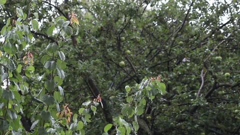 Rain drops fall on green apricot leaves against apple tree Stock Footage 135371936