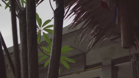 Rain drops fall off the green leaves of a tropical tree Stock Footage 87053580