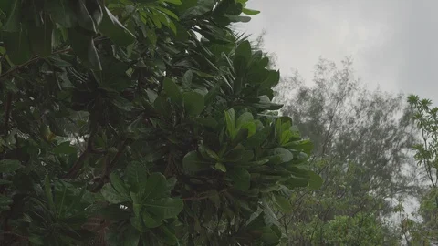 Rain drops fall on the green leaves of a tropical tree Stock Footage 87053651
