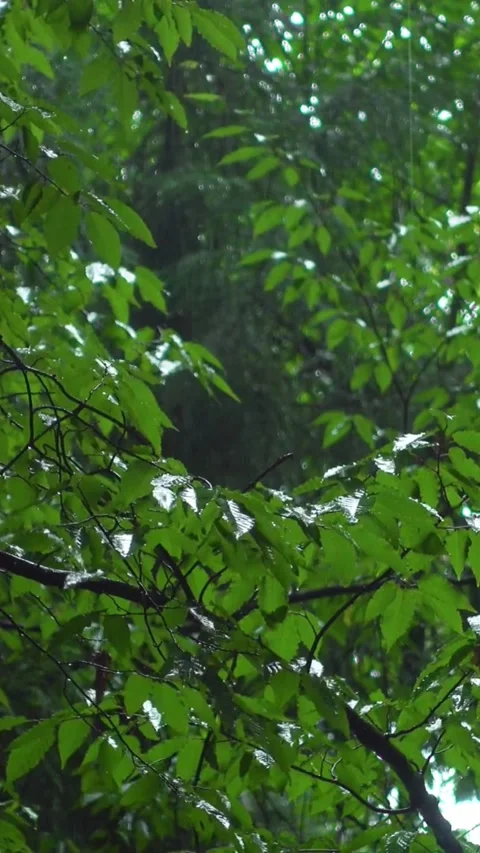 Rain drops fall on green leaves in deep forest Video stock 331933623