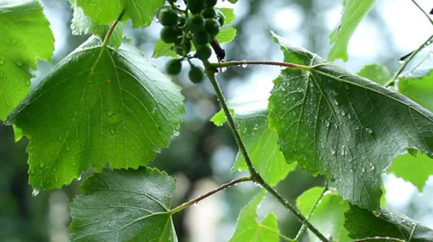 Rain drops fall on green vine leaves HD Stock Footage 33833385
