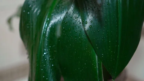 Rain drops fall heavily on large green leaves. Video stock 125479022