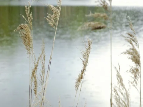 Rain drops fall on lake's surface and form circles. Grass floating in wind. Stock Footage 75926395