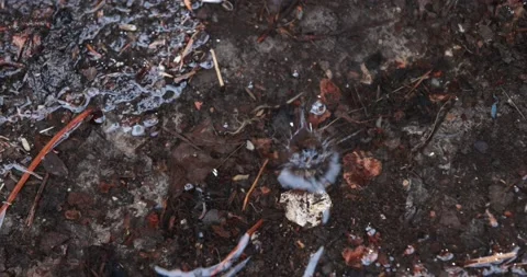 Rain Drops Fall Into Puddle Creating Water Ripples Stock Footage 153402706