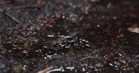 Rain Drops Fall Into Puddle Creating Water Ripples Stock-Footage 153402980