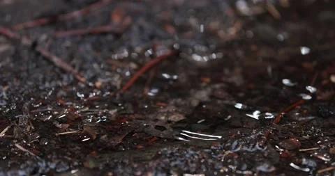 Rain Drops Fall Into Puddle Creating Water Ripples Stock Footage 153403077