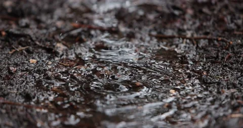 Rain Drops Fall Into Puddle Creating Water Ripples Stock Footage 153403180