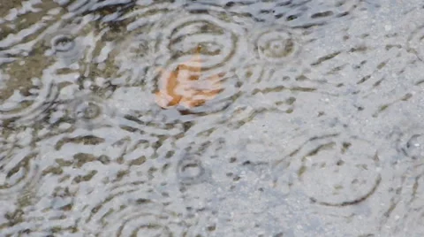 Rain Drops Fall Into Puddle. Slow motion. Video stock 47012948