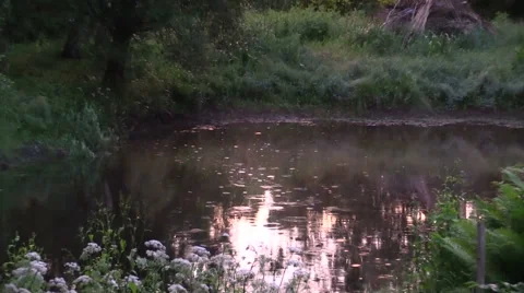 Rain drops fall on small pond water in rural garden. Zoom out Stock Footage 40902189