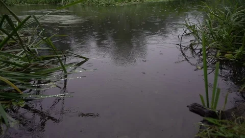 Rain drops fall into the water. Stock Footage 81080564